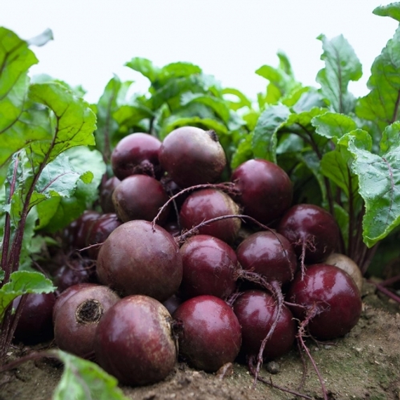 Экшен F1 семена свеклы (Bejo / ALEXAGRO) купить – фото 3