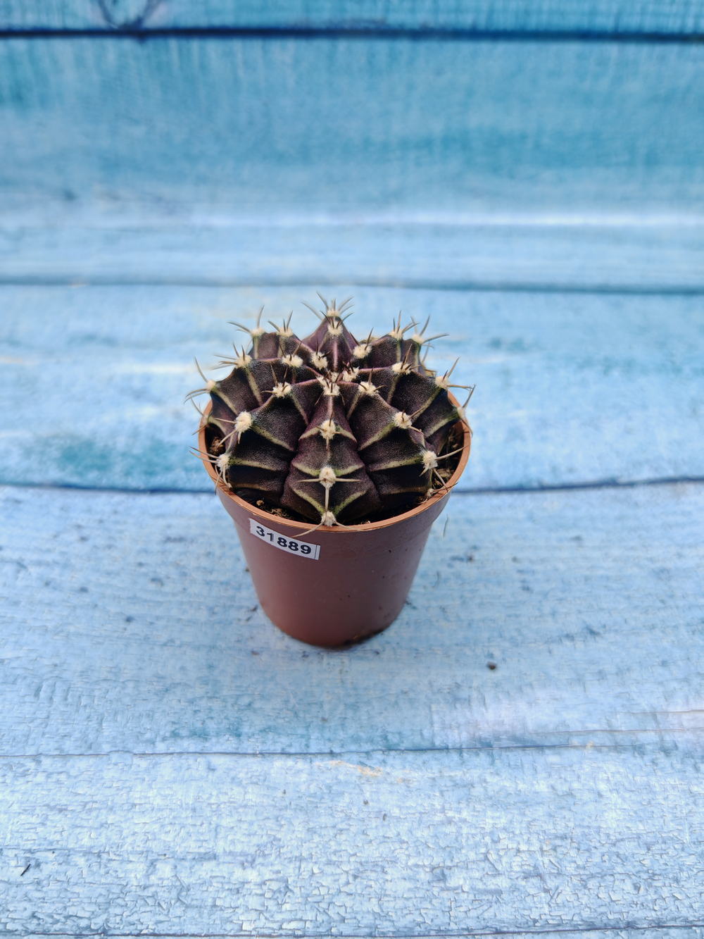 Gymnocalycium Friedrichii (Гимнокалициум)