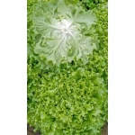 Семена Салат Лифли (УД) Е/П