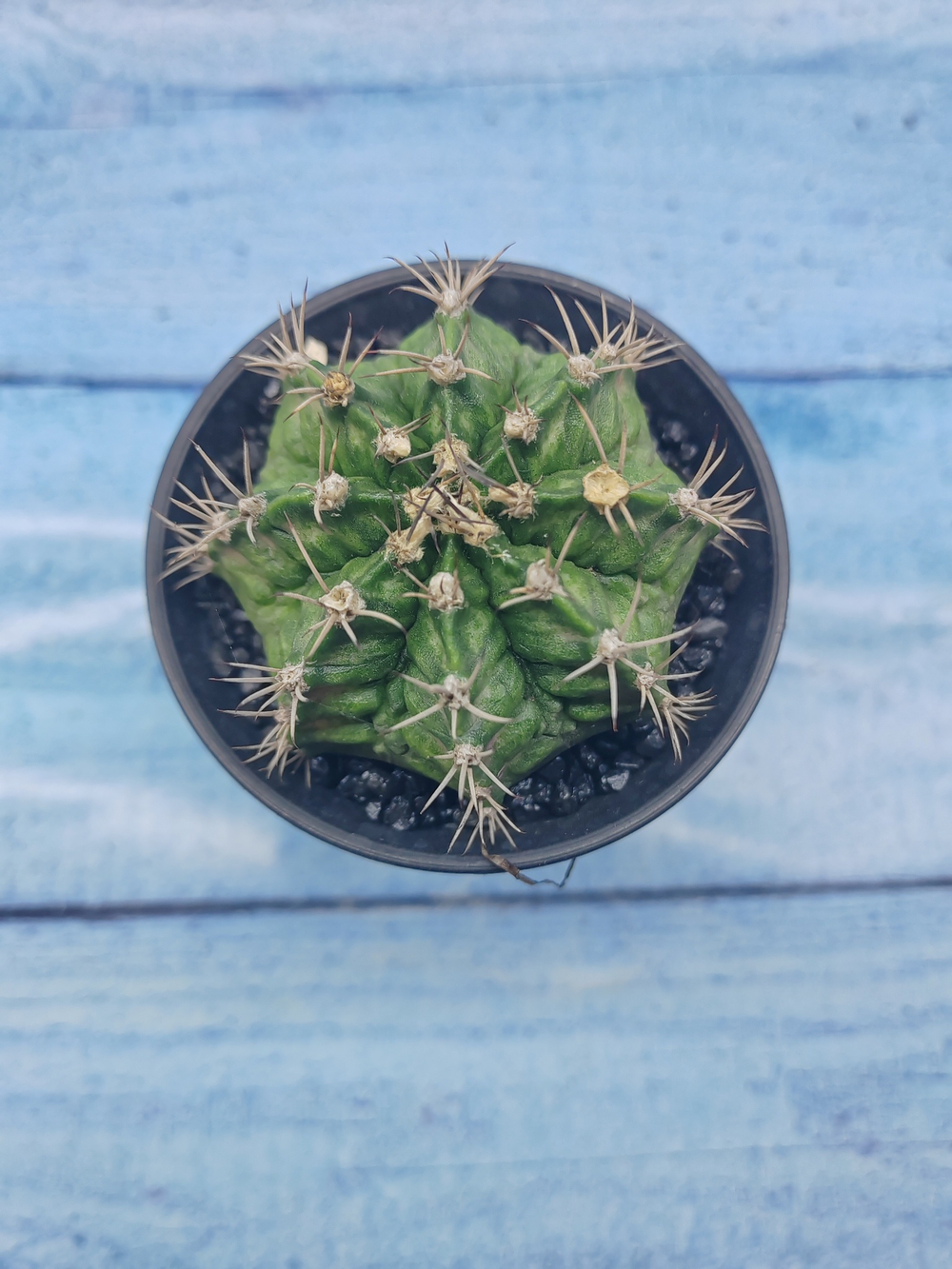 Gymnocalycium T-Rex Pink hybride (Гимнокалициум T-rex)