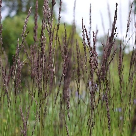 Молиния голубая "Edith Dudszus". Molinia caerulea "Edith Dudszus"