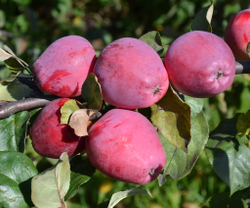 Яблоня Кандиль багряный