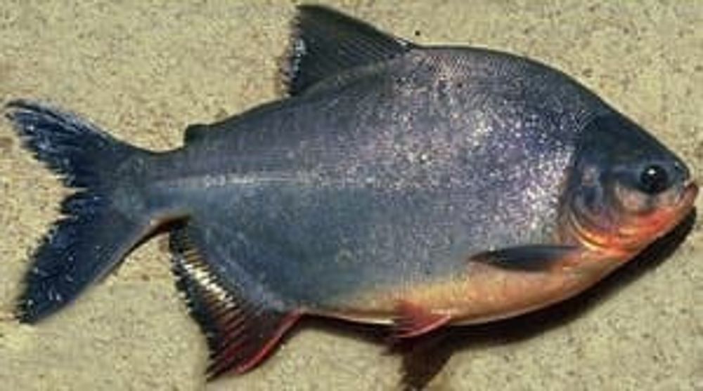 (7718) Паку черный (большая колоссома, С. brachypomum (Cuvier, 1817) (7718) Паку черный (большая колоссома, С. brachypomum (Cuvier, 1817)