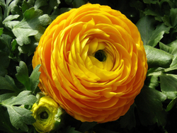 Ранункулюс Еллоу / Yellow (3 шт)