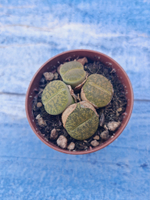 Lithops sp. (Литопсы)