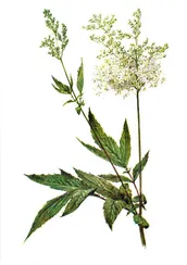 Лабазник трава 50 гр - травяной сбор №11