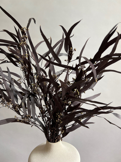 Эвкалипт Николи стабилизированный серо-пурпурный