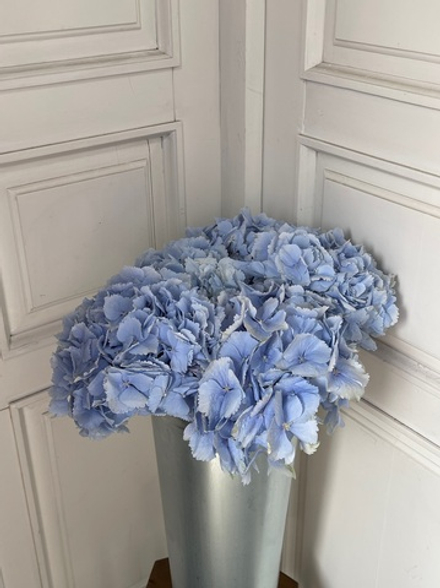 Гортензия в голубом оттенке