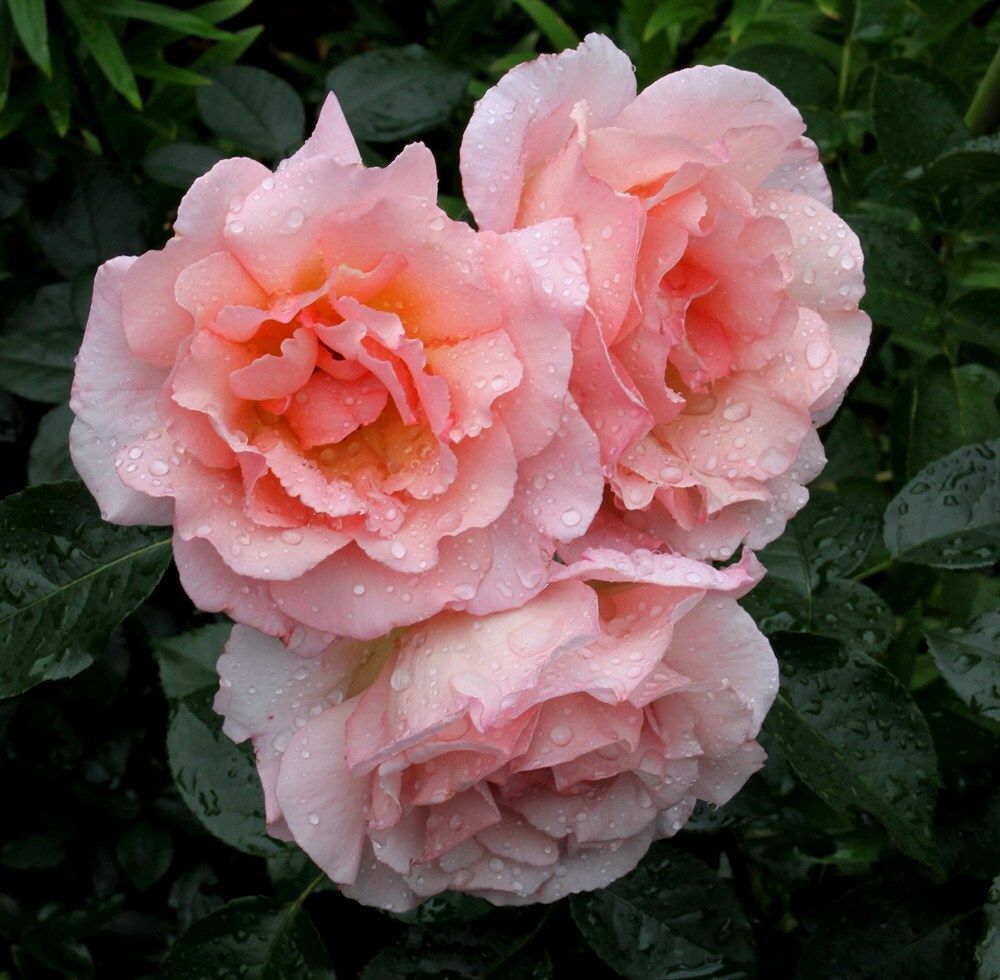 Компассион (Compassion)