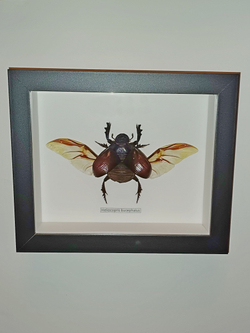 Жук Heliocopris bucephalus в рамке