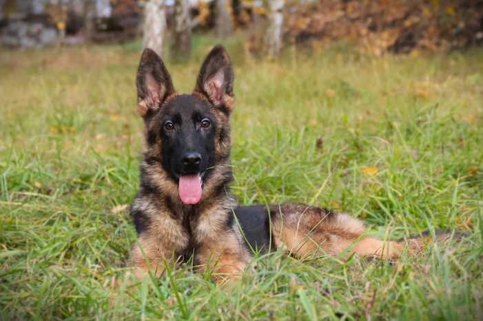 ЗЛАТ Из Поместья Боговик