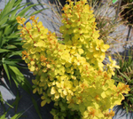 Барбарис Тунберга Голден Торч PBR С3 30-50