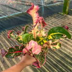 Кротон KRITRAYA