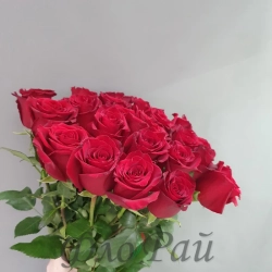 Роза красная