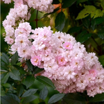 BRISE PARFUM (BARISE) (Бриз Парфам)