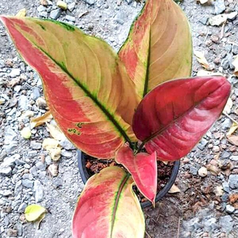 Аглаонема MAHA HENG