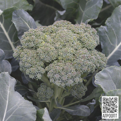 Монтебелло F1 семена капусты спаржевой брокколи (Bejo / Бейо)