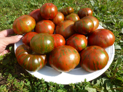 Помидоры Chocolate Stripes