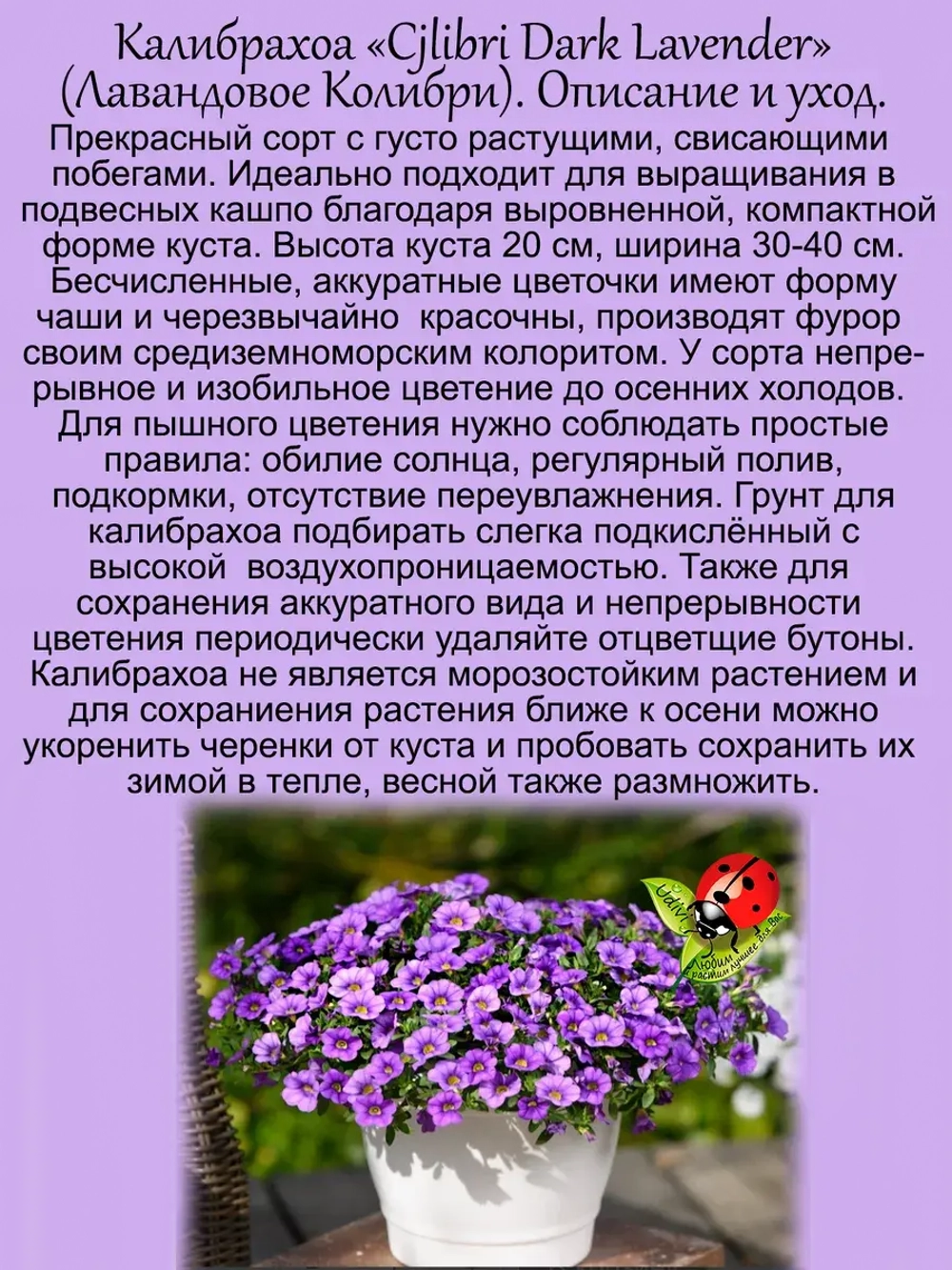Калибрахоа Лавандовое колибри