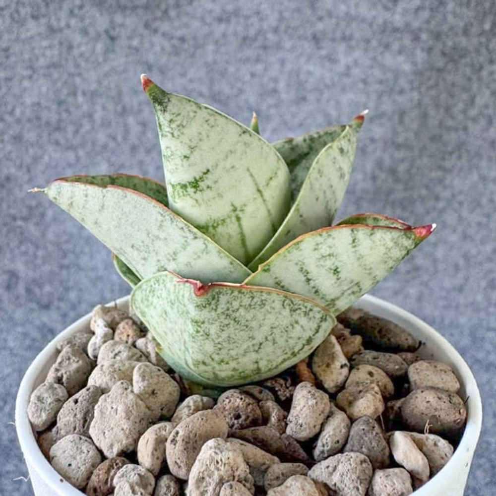 Сансевиерия MINNIE BUNNY