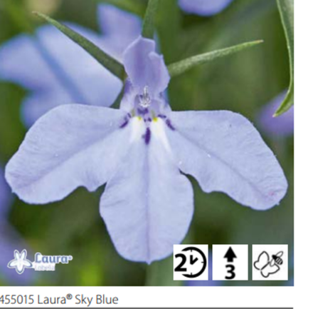 ЕВРО Лобелия Laura Sky Blue укорененный черенок ОКС февраль 26 Volmary