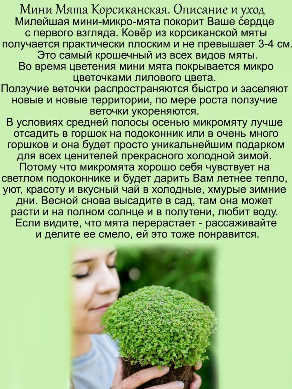 Микро мята Корсиканская ароматная мини