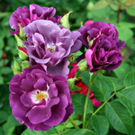 Роза плетистая Purple Skyliner
