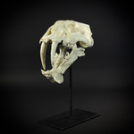 Megantereon на стойке