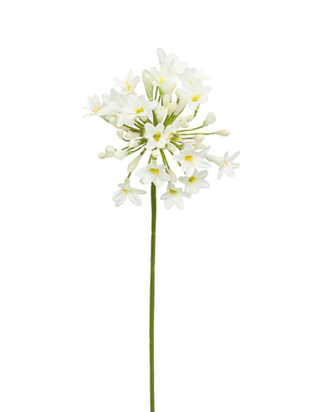 Агапантус - Белый