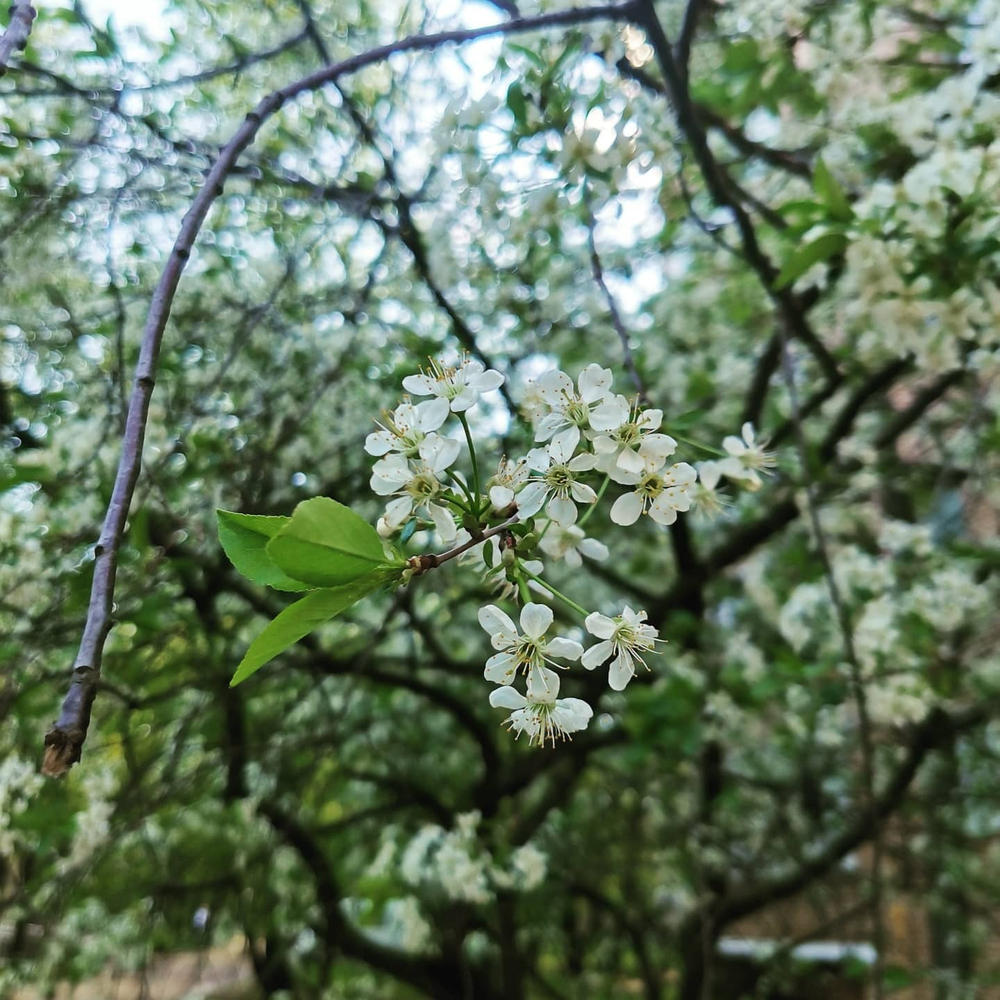 Грифон