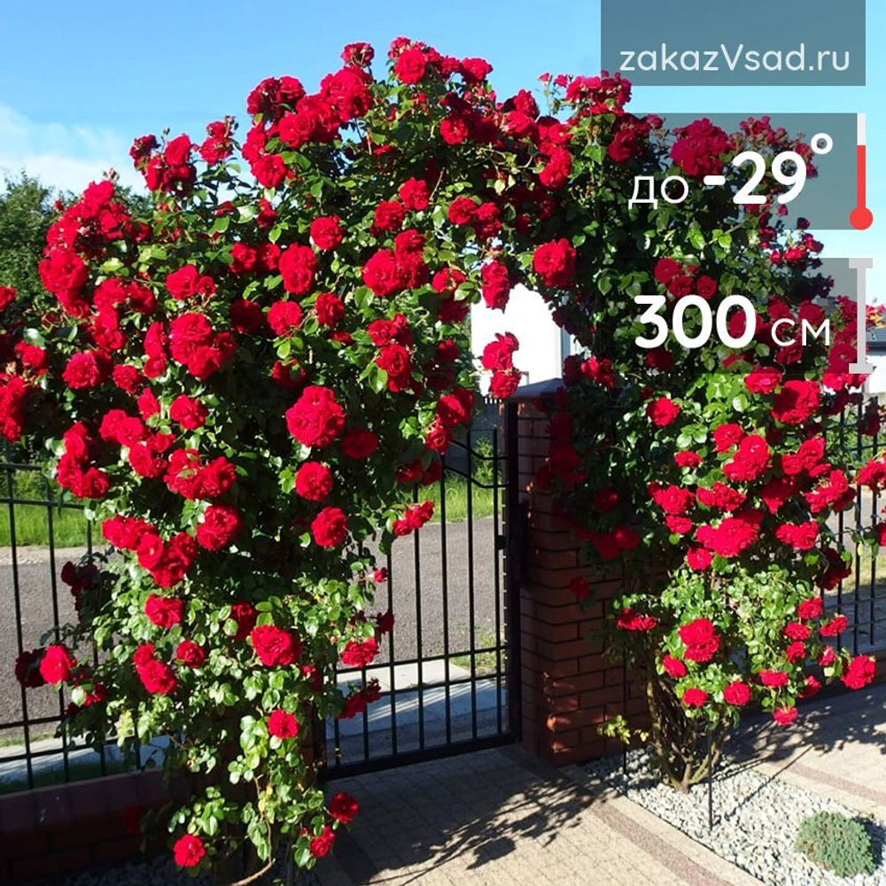 Роза Амадеус Закупка М16 июнь 2026