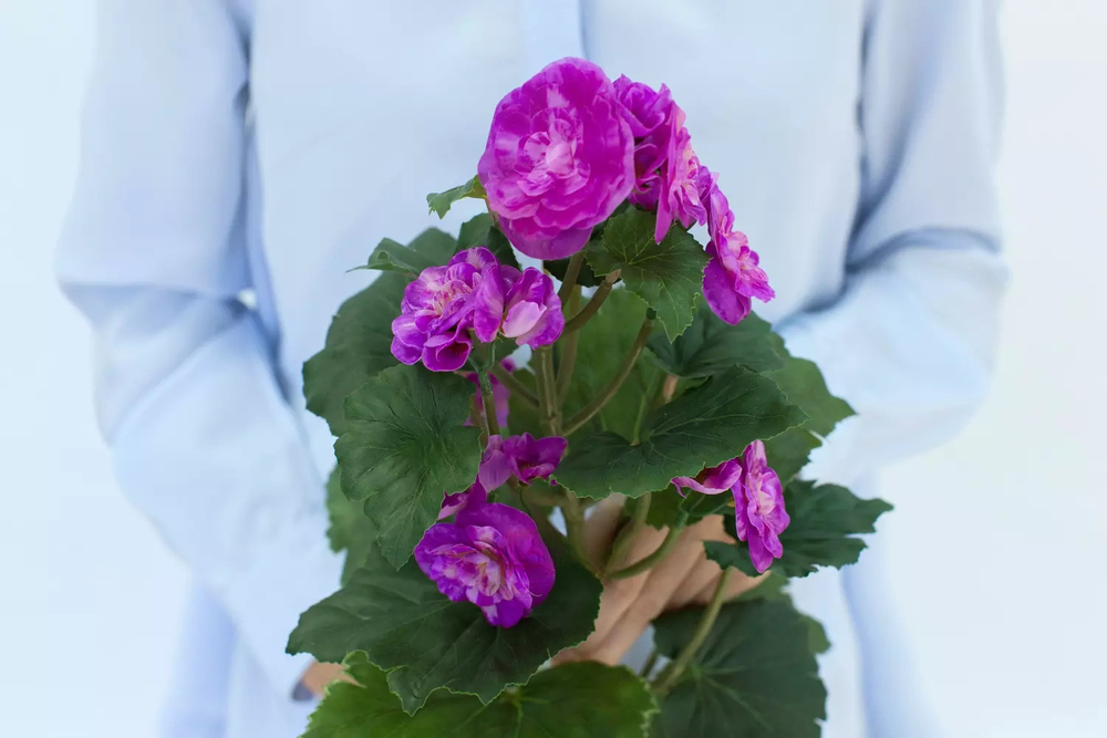 Бегония цветущая средняя