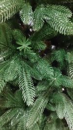 Ель искусственная «Барбара» (Литая хвоя) высота от 1,2 м до 2,3 м