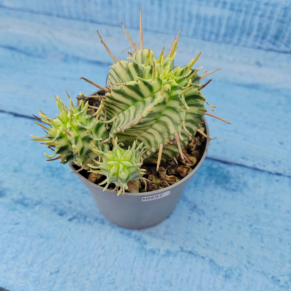 Euphorbia meloformis f. Variegated (Эуфорбия вариегатная)
