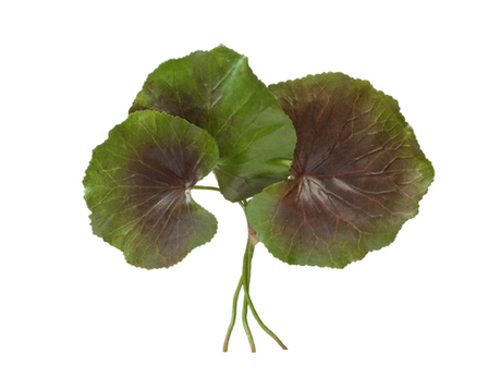 Листы Галакса зелёно-бордовые 3 шт.