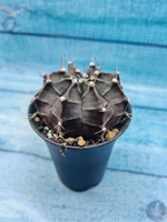 Gymnocalycium Mihanovichii black (Гимнокалициум)