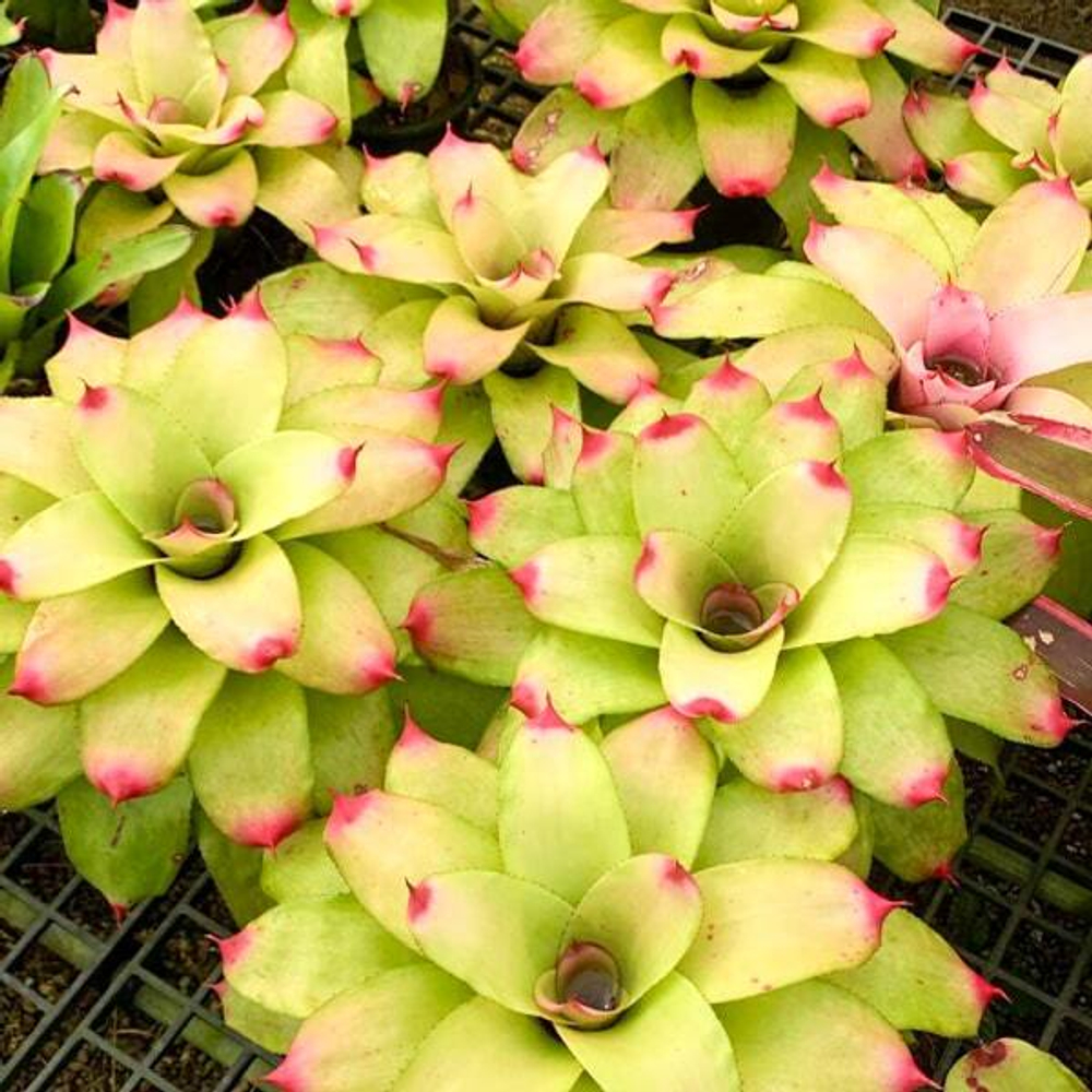 Неорегелия MICHI x PINK DEBBIE