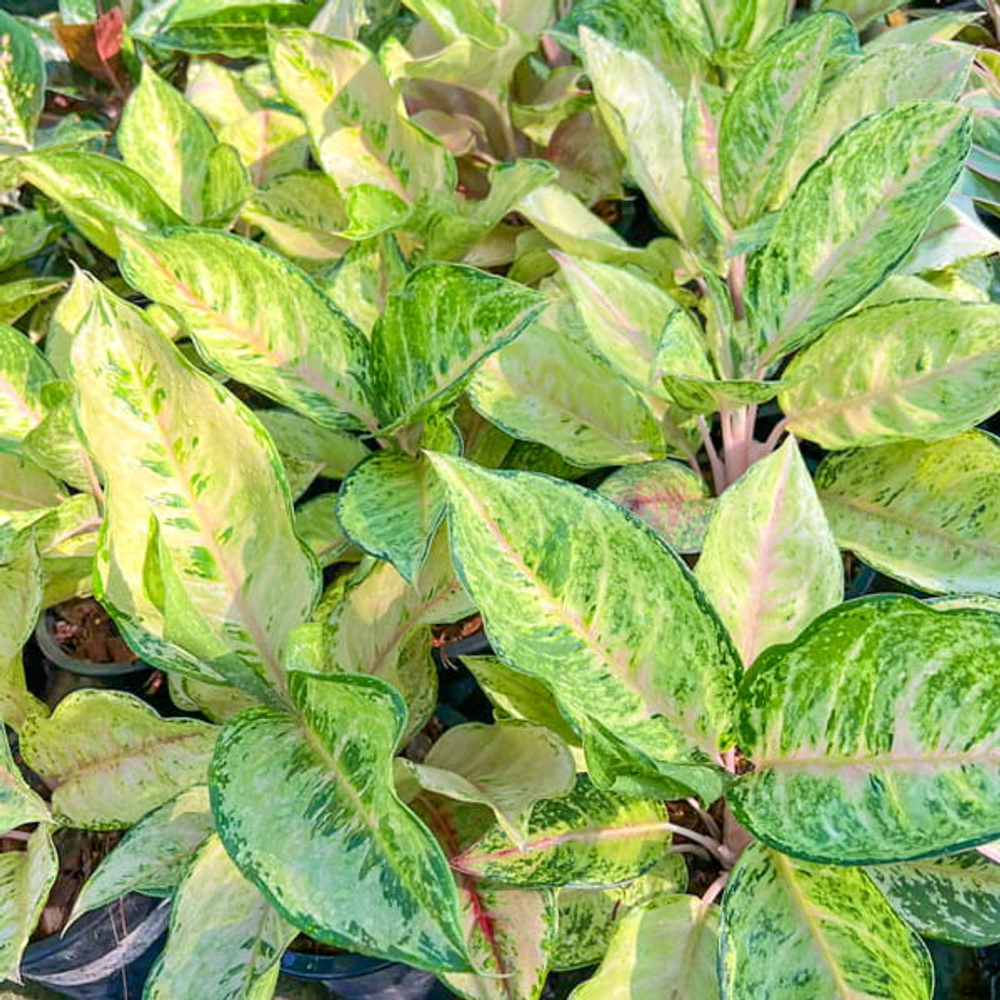 Аглаонема NEW HYBRID N16