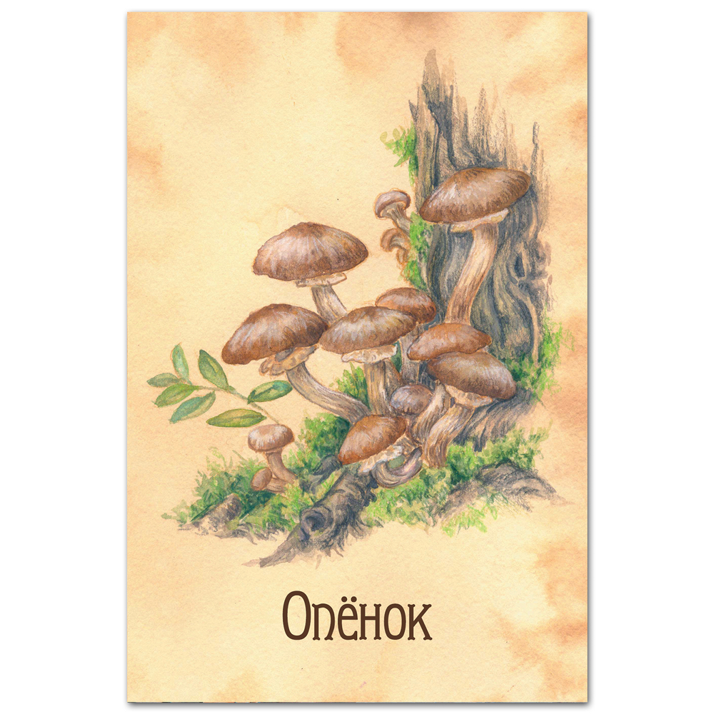 Опёнок