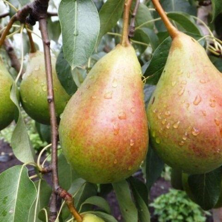 Груша зимняя Память Жегалова (3-летка) ЗКС