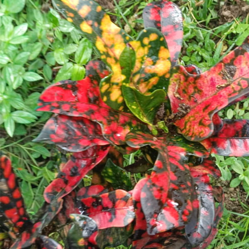 Кротон MARSUPILAMI