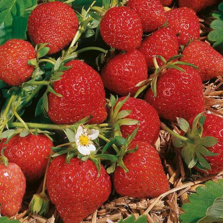 Земляника Магнус поздняя