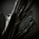 Перья и глаза вОрона