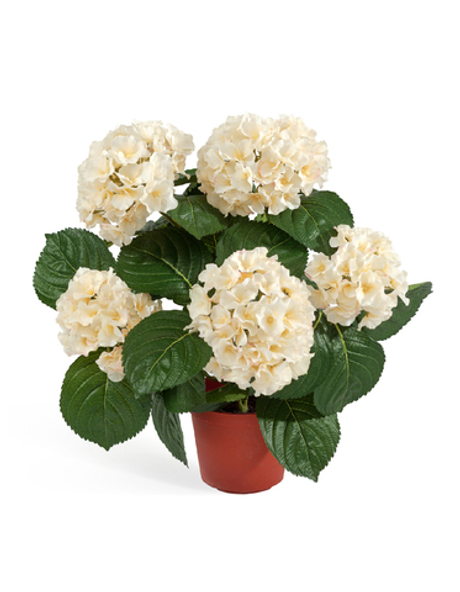 Гортензия куст крем-ваниль в горшке