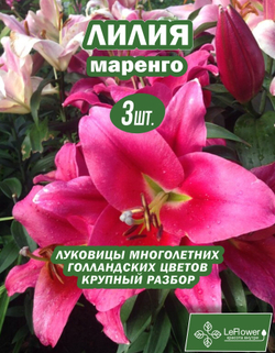 Лилия Луковица, Маренго, 3 шт