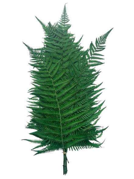 Стабилизированный папоротник зеленый