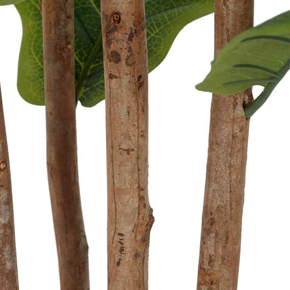 Фикус Лирата высота 180 см, 3 ствола