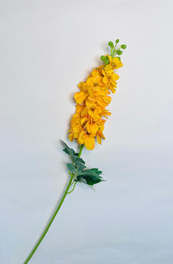 Дельфиниум