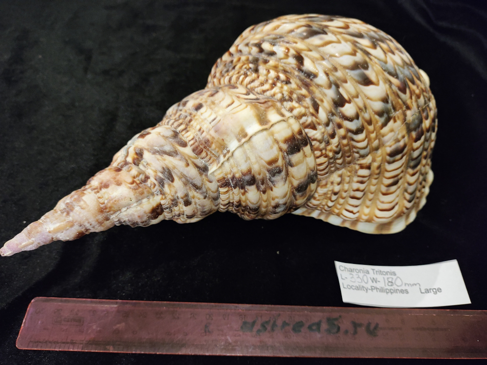 Харония Тритонис 250--390 мм