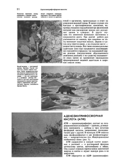 Энциклопедический словарь юного биолога | Нет автора